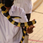 ヘビ使いが「痛覚がなくなる」と売った「乙女肌」　少年が花崗岩を割ったイカサマ手口