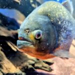 ドスを畳に刺し、ピラニアに指を食べさせる　暴対法のない時代のヤクザの脅迫テク